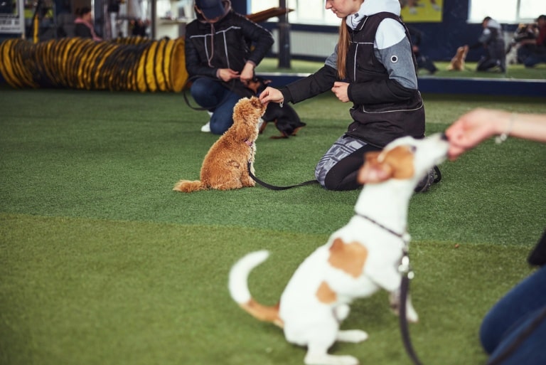 4 qualities to look for when choosing puppy trainers