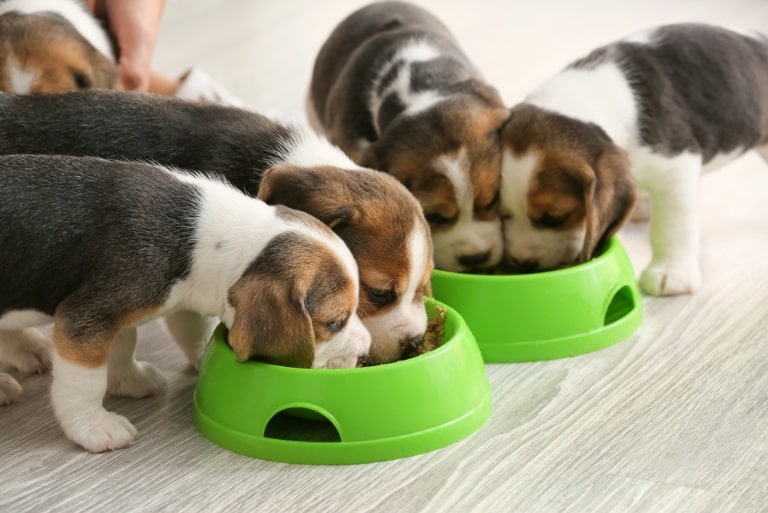 the secret wellness boost lurking in your dogs bowl
