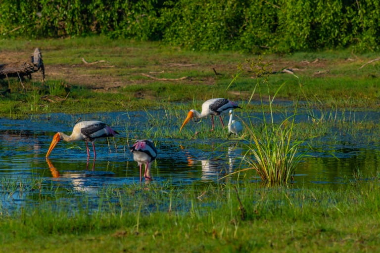 bundala national park