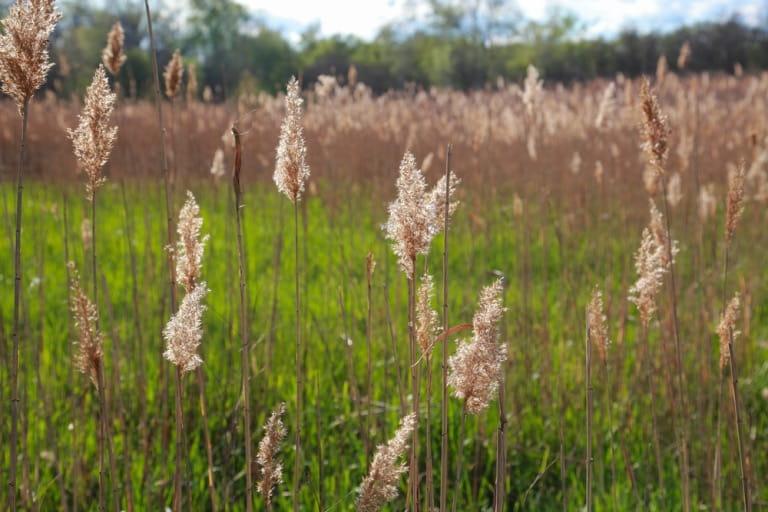 dry-zone plants