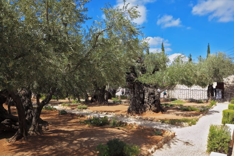 garden of gethsemane