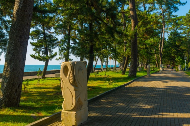 pine trees near the coast