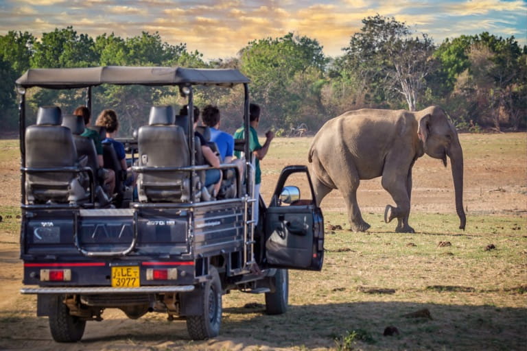 safari jeep